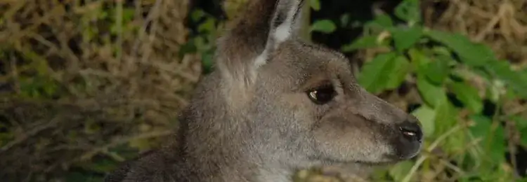 wild kangaroos sydney