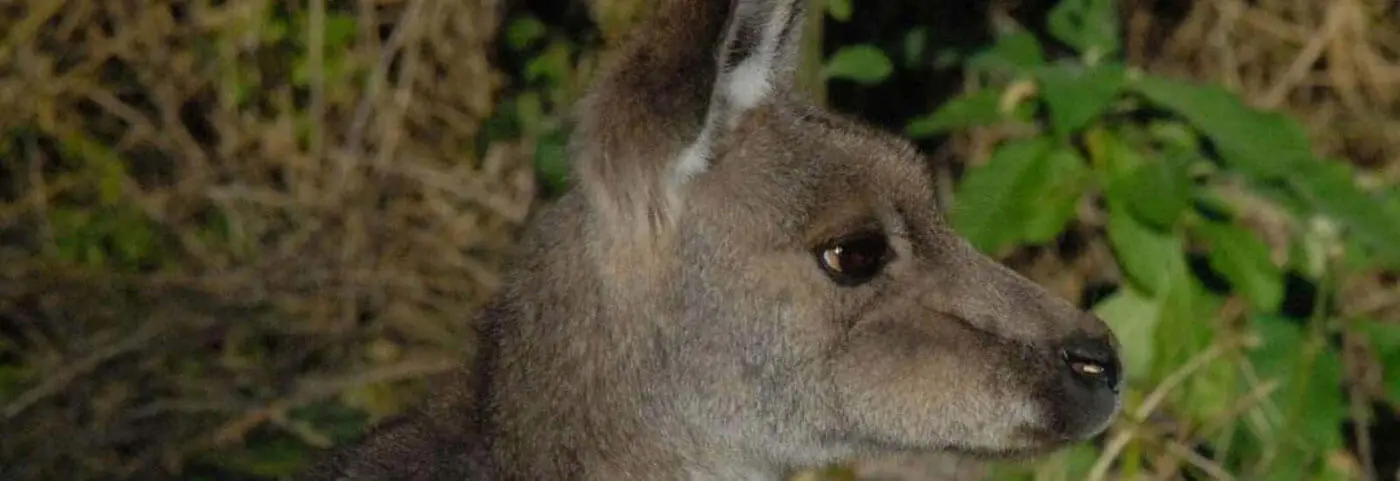 wild kangaroos