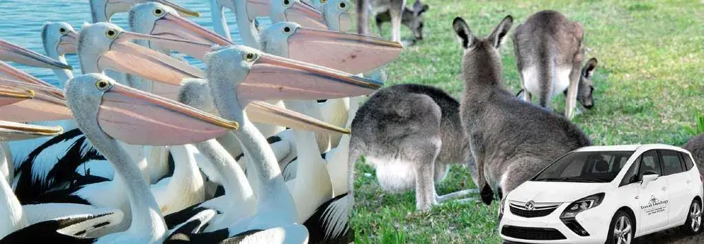 kangaroos pelicans