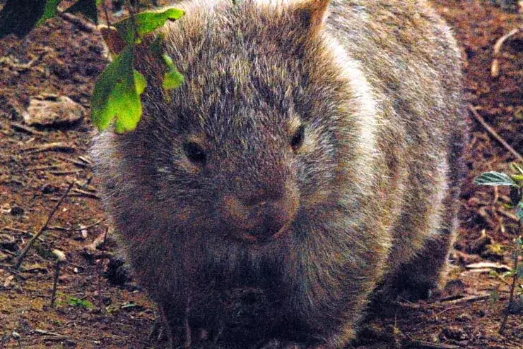 see wild wombat on sydney tour