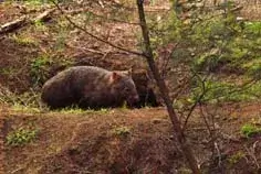 wombat and burrow wombat and burrow