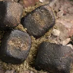 wombat poop