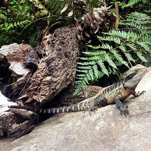 Dragón sobre una roca.