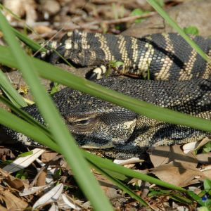 Una goanna en un tour de Travel Ideology.