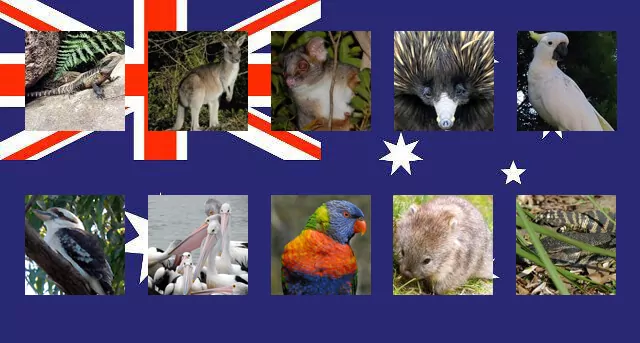 Sydney Wildlife Tours