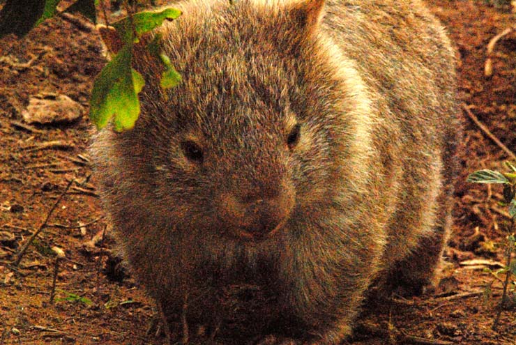 bebé wombat