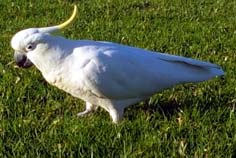 A sulphur crested cockatoo on the grass
