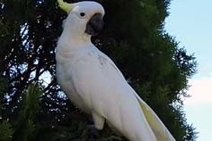 Una cacatúa de cresta amarilla, un ave emblemática de Sídney.