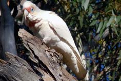 corella corella