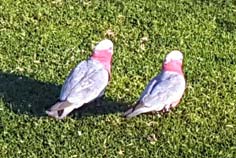 galahs galahs