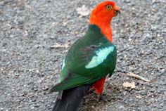 sydney parrots - king parrot