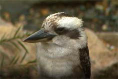kookaburra kookaburra