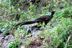 Lyrebird encountered on a Travel Ideology tour.