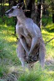 macho wild kangaroo