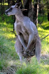 canguro macho