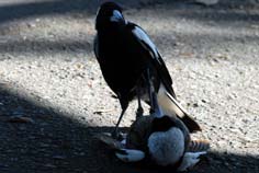 magpie magpie