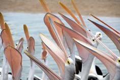 Pelicans feeding pelicans seen on a private tour