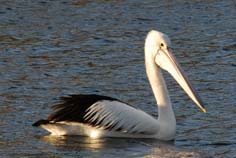 pelican swimming pelican swimming
