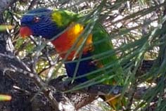 rainbow lorrikeet rainbow lorrikeet