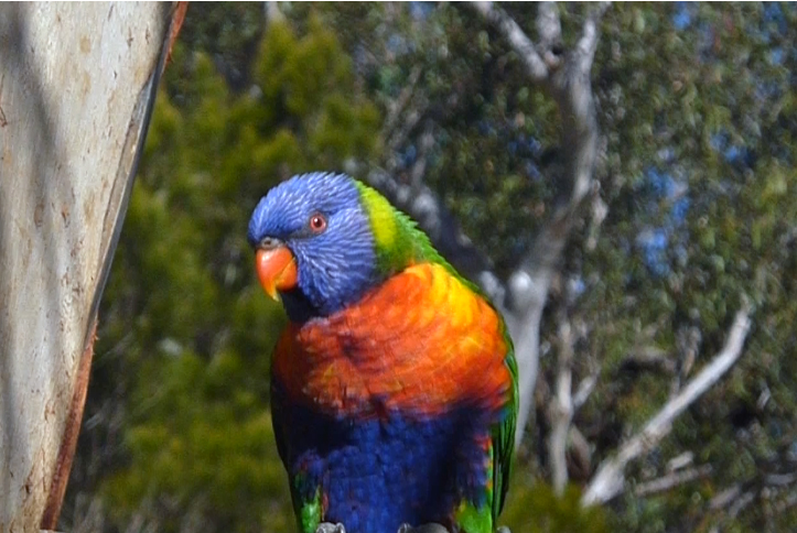 rainbow lorikeet sydney parrots on a private tour in Sydney