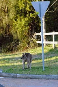 Urban kangaroo giving way