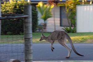 urban_kangaroo hopping private tour to see urban kangaroos