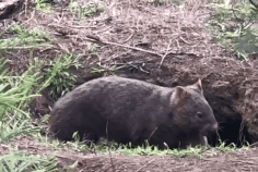 wombats tour sydney - closeup