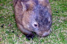 wombats sauvages
