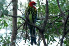eastern rosella eastern rosella