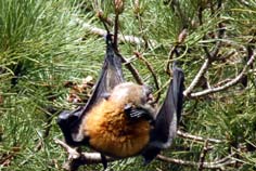 flying-fox-02 flying fox