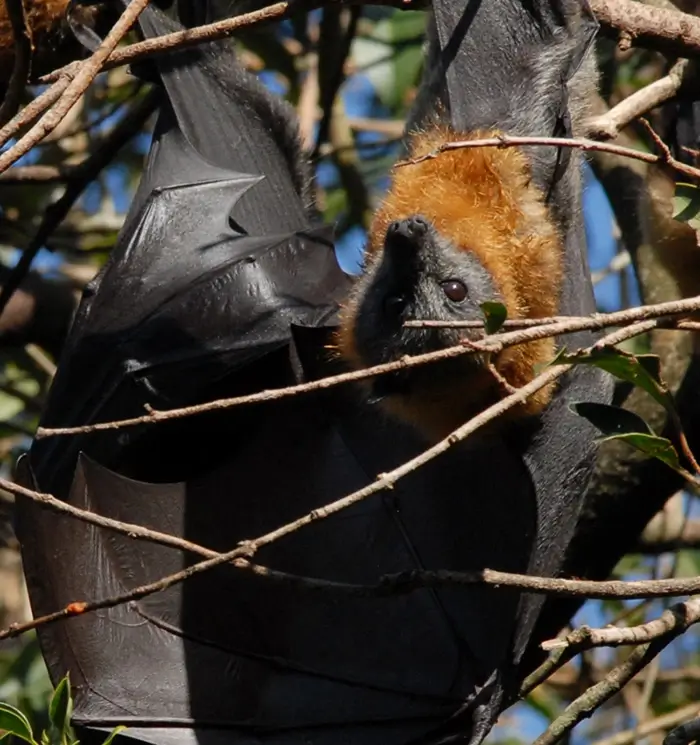 flying foxes