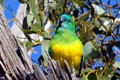 red rumped parrot red rumped parrot