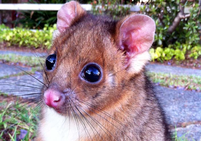 sydney possums