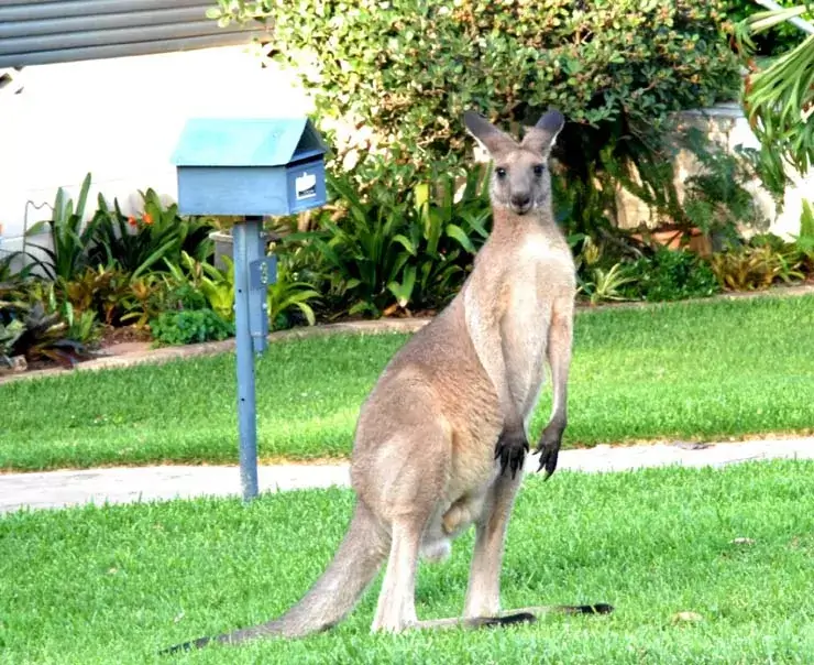 kangaroo at letterbox