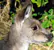 kangaroo logo