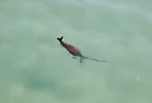 kangaroos can swim