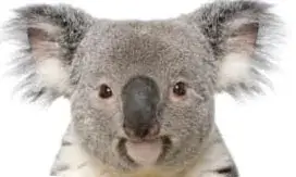koala head