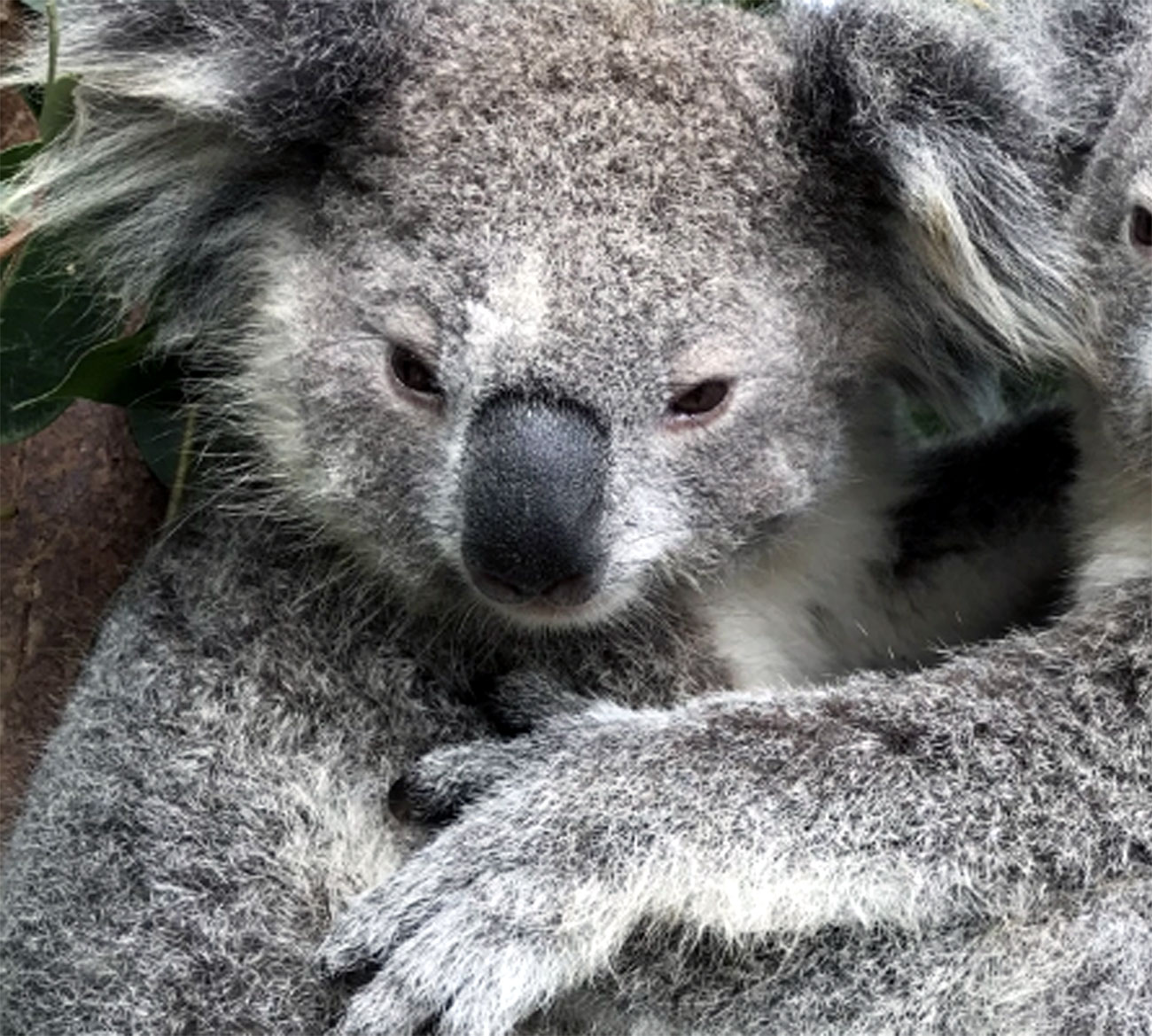 Sydney Koalas