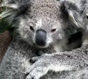 Koala avistado en Featherdale Wildlife Park