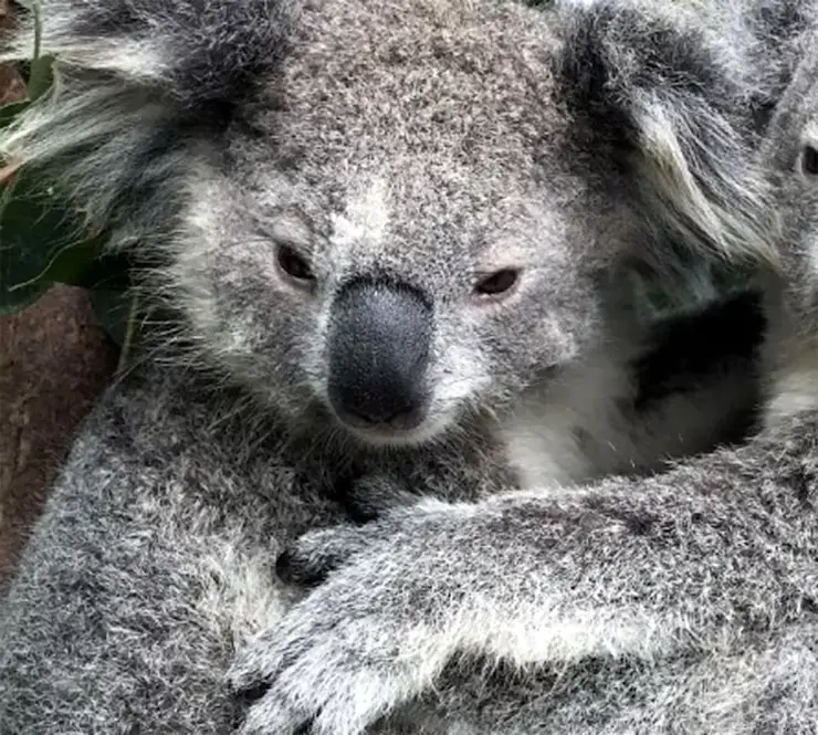 sydney koalas