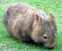 wild wombat tour