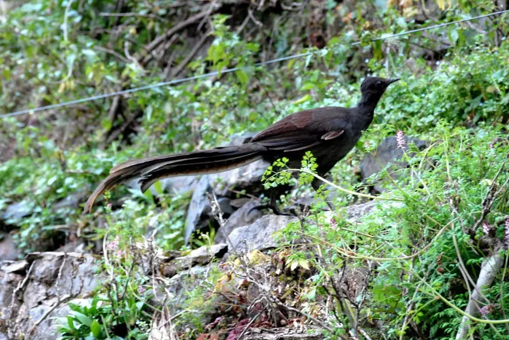 Superb Lyrebird - Nature's mimic