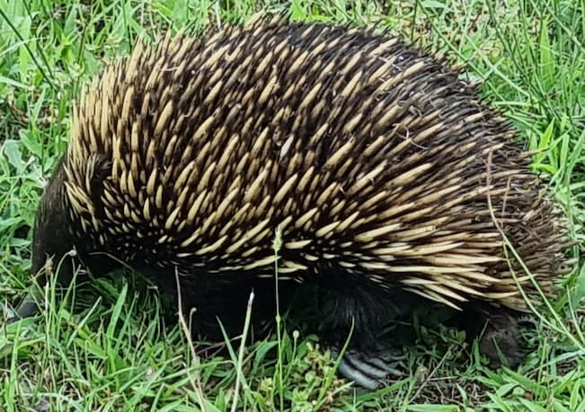 sustainable wildlife tourism