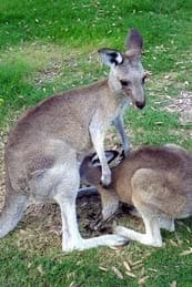 kangaroo feeding