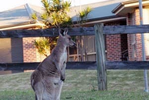 canguro adelante de una casa en un local residencial.