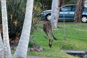 canguro saltando por el jardin en un tour por Travel Ideology.