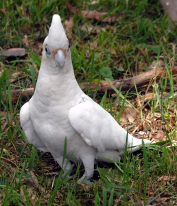 Corella en un tour de Travel Ideology.
