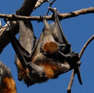 flying fox mother and pup