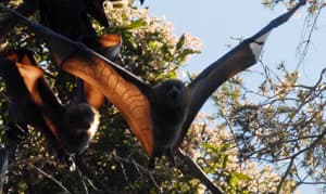 Un murciélago frugívoro volando en una colonia de zorros voladores durante una excursión de Travel Ideology.