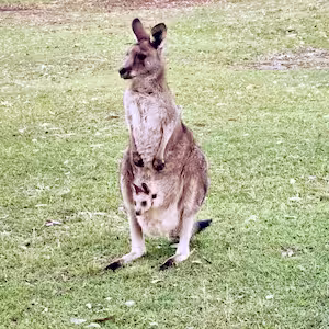 kangaroo and joey on a Walking with Wild Kangaroos Travel Ideology Tour.